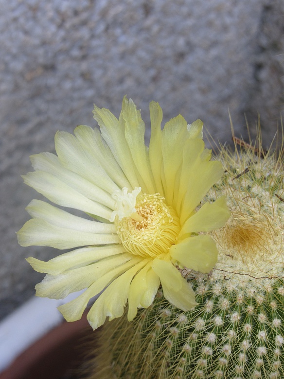 Flor de cactus | La Estirga Burlona